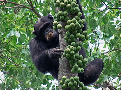 A must-do encounter with chimpanzees - Africa Geographic