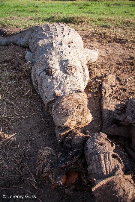 CSI African style: Dead elephant kills huge croc - Africa Geographic
