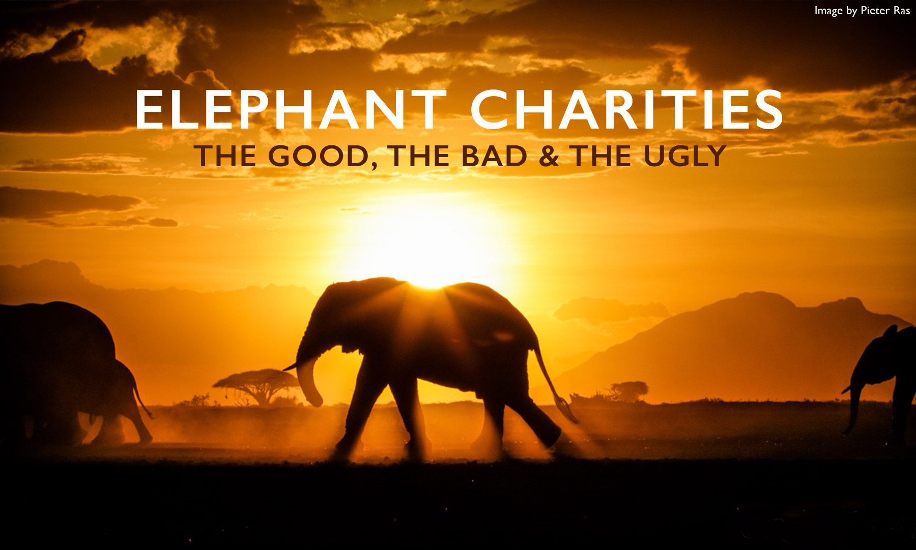 Save the Elephants - Securing a future for elephants and