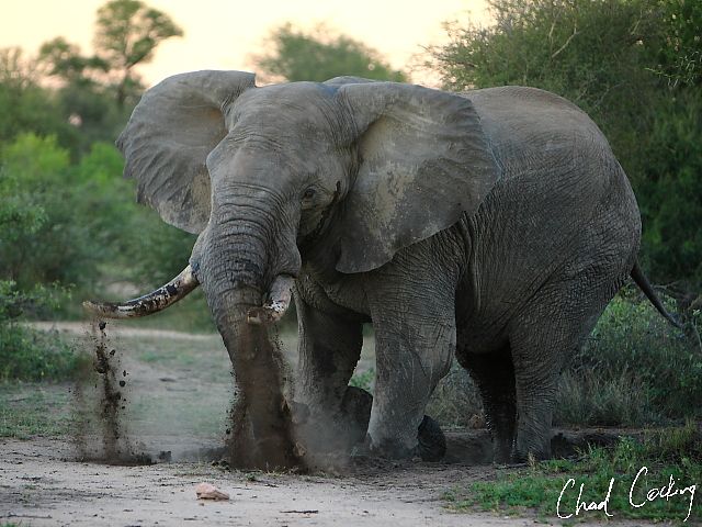 Microsoft Billionaire To Fund Elephant Survey Africa Geographic