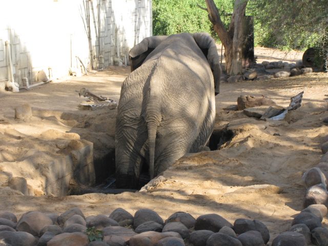 Elephant rescue in Namibia Africa Geographic