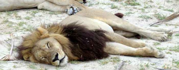 female-lion-with-mane-looking-4-lions - Africa Geographic