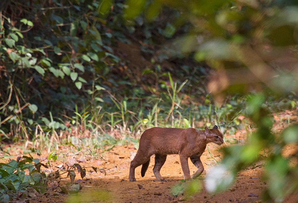 golden cat