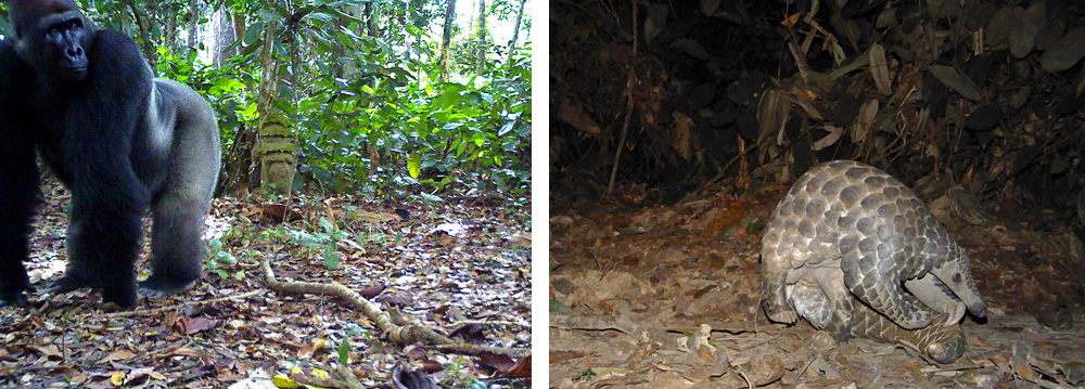 gorilla-and-pangolin