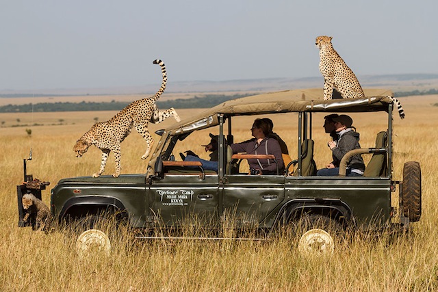 Cheetah family climbs Land Rover for a better view - Africa Geographic