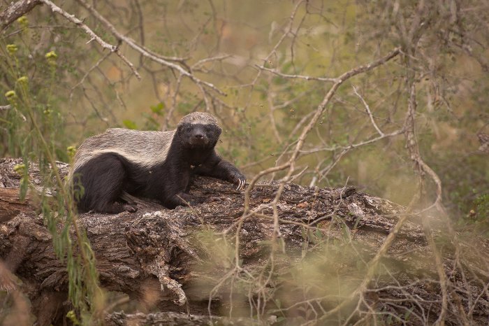 A Honey Badger After Some Honey Africa Geographic 