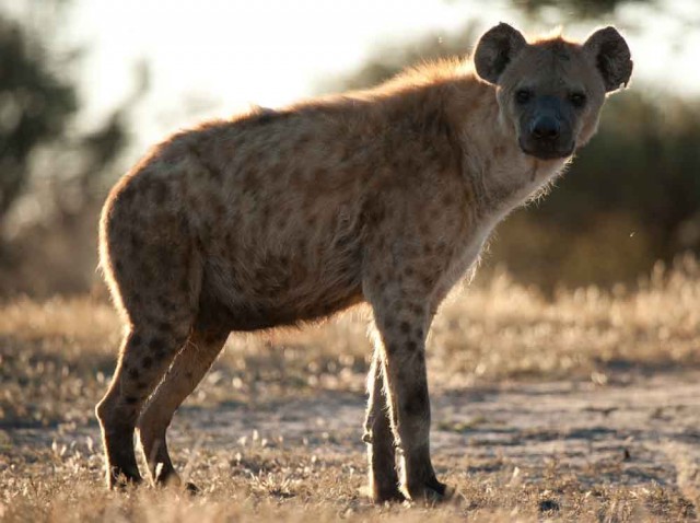 Hyaenas Under My Bed Africa Geographic Hyaenas under my bed africa geographic