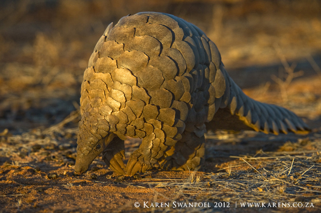 Rare Pangolin Sighting Africa Geographic