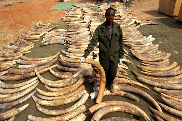 Ivory Trade Nations Face Threat of Sanctions - Africa ...