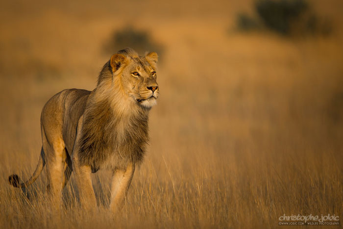 kalahari safari lion - Africa Geographic