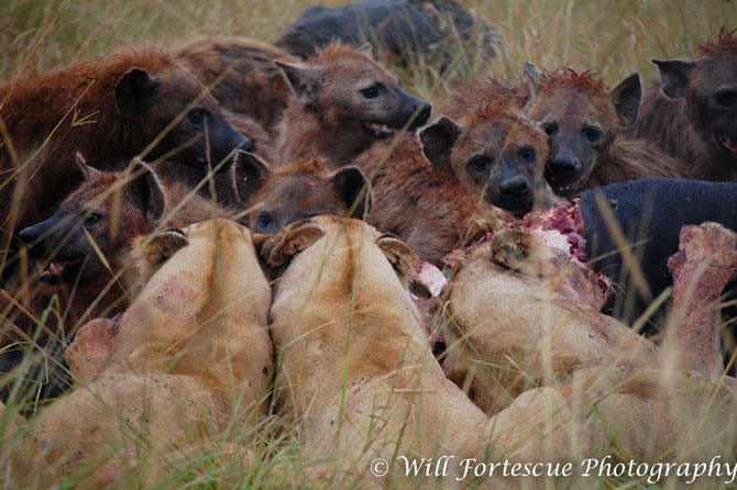 Lions and hyena share a meal - Africa Geographic