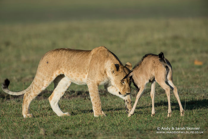 When a lone baby wildebeest meets some lions - Africa Geographic