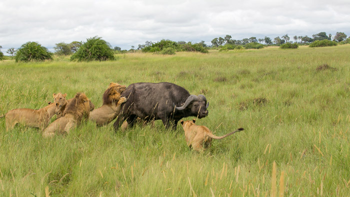 indlogering sommer hård lion-buffalo-botswana-looking-for-lions - Africa Geographic