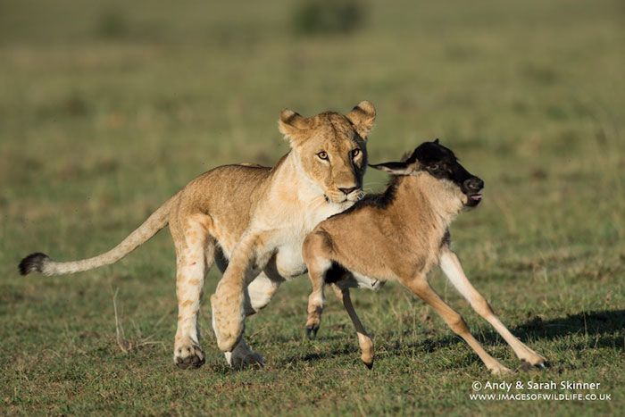 When a lone baby wildebeest meets some lions - Africa Geographic