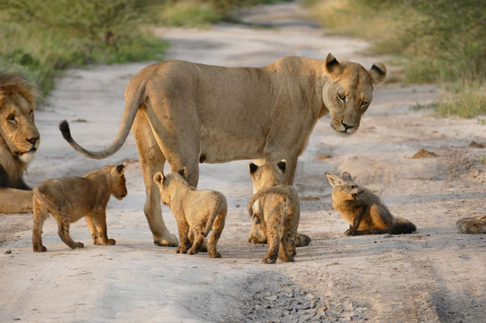 The lions and the fox - Africa Geographic