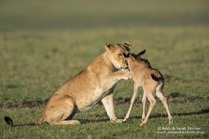 When a lone baby wildebeest meets some lions - Africa Geographic