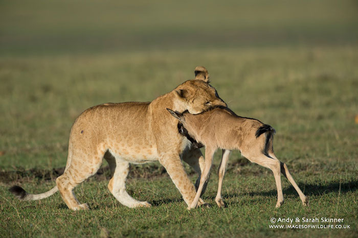 When a lone baby wildebeest meets some lions - Africa Geographic