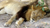 Unravelling the mystery of Mmamoriri - the maned lioness - Africa ...