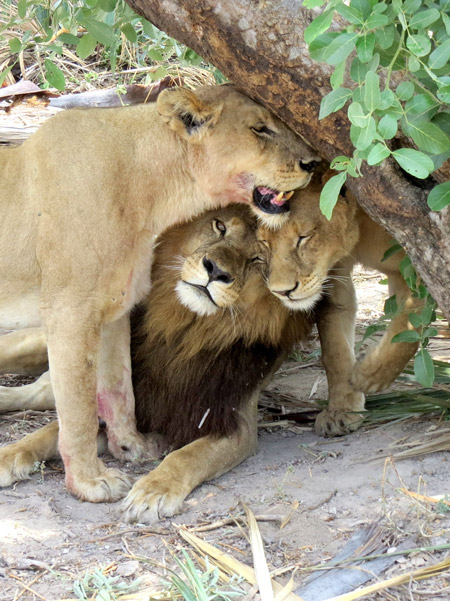 maned lioness