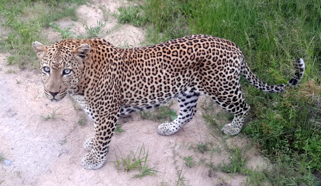 mvula-leopard-djuma
