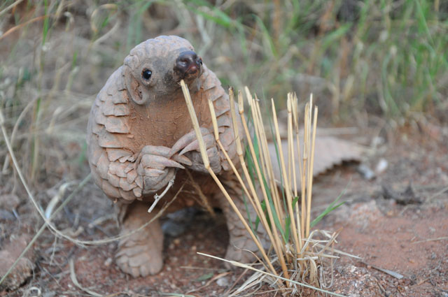 Pangolin Sandshrew