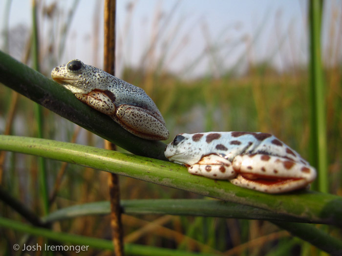 reedfrogs Africa Geographic