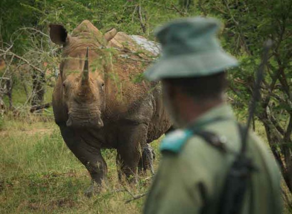 Rhino-rangers - Africa Geographic