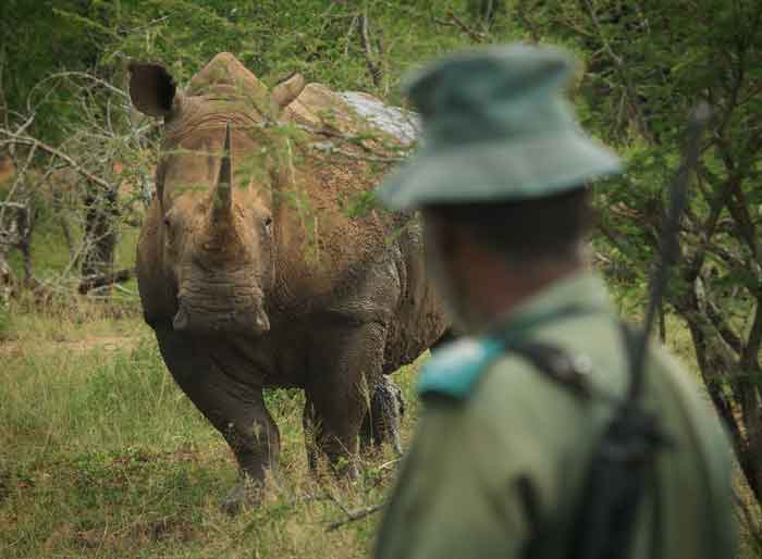 rhino-rangers - Africa Geographic