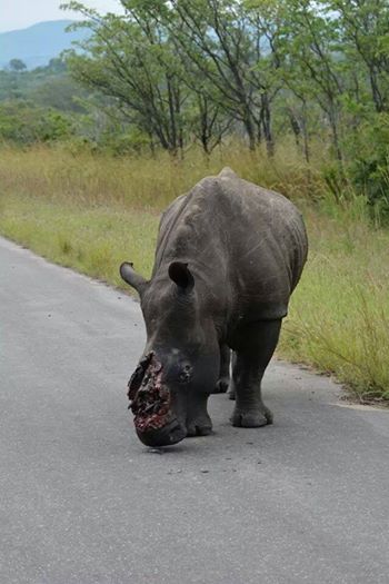 Visitor spots a rhino with its horn hacked off in the Kruger - Africa
