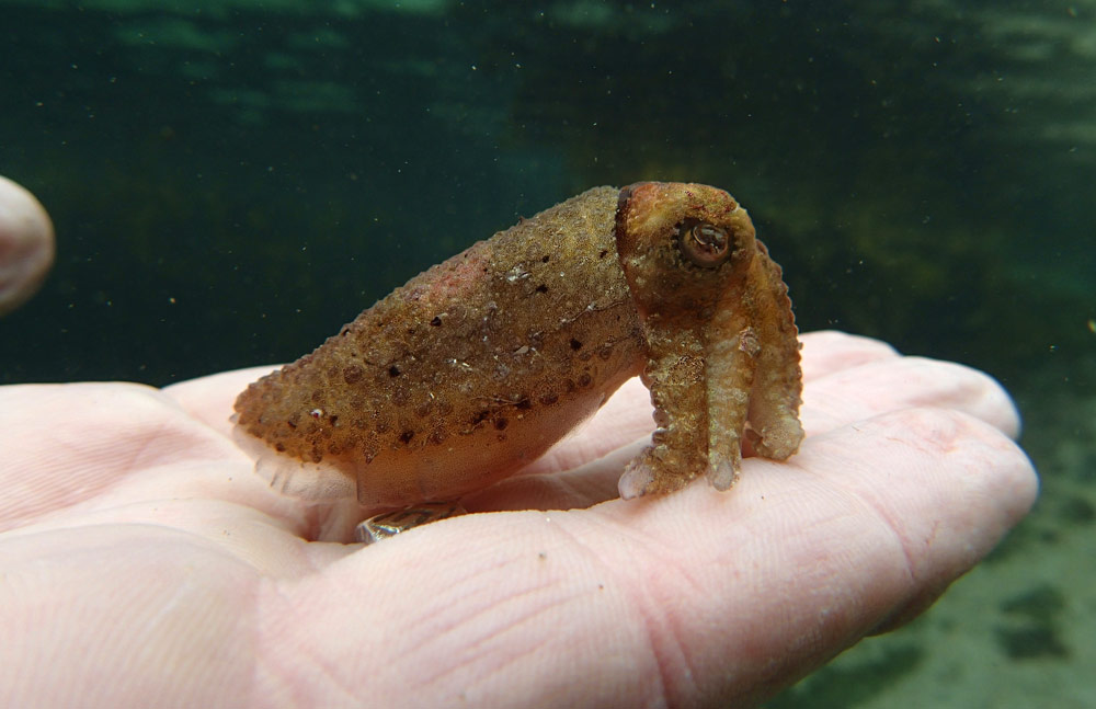 small-cuttlefish