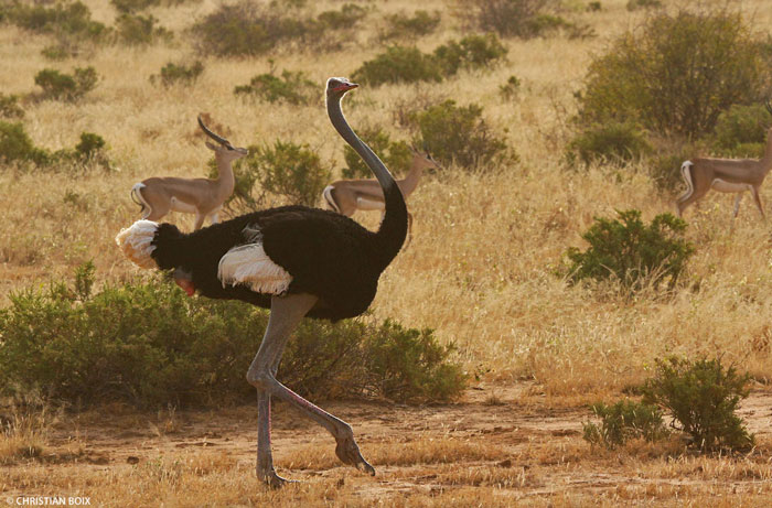 Samburu National Park's top 10 birds - Africa Geographic