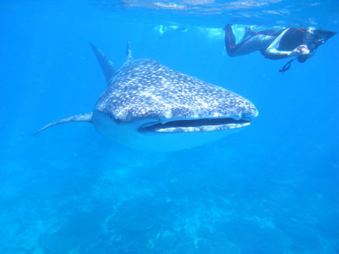 5 places to see whale sharks Africa Geographic