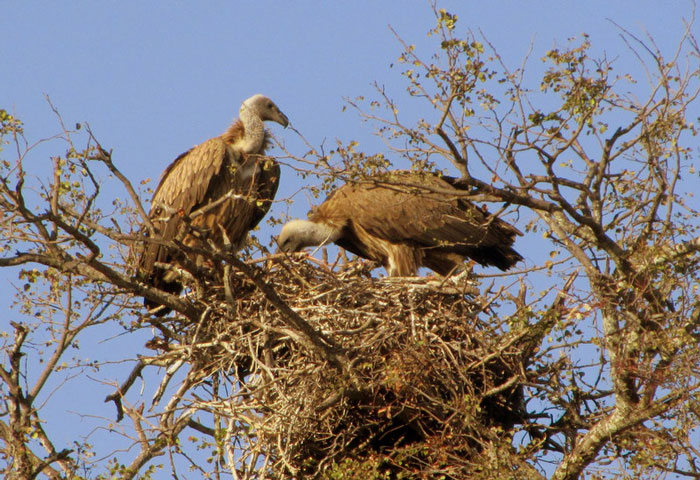 White Backed Vultures Mating In The Klaserie Africa Geographic 8283
