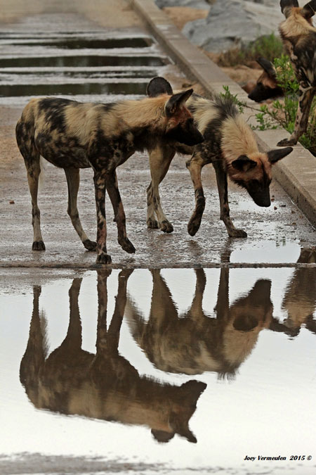 wild republic dogs