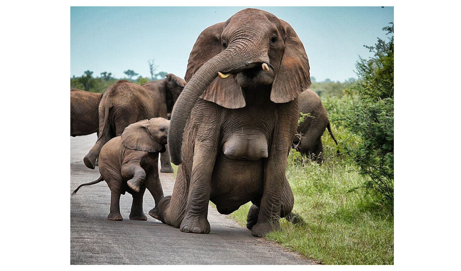 Elephant tittys