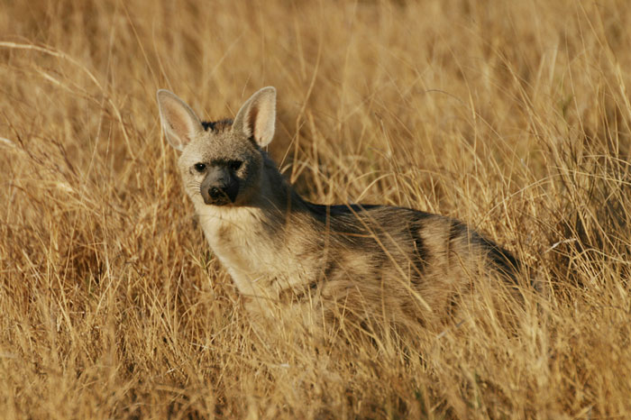 Aardwolf kalahari - Africa Geographic