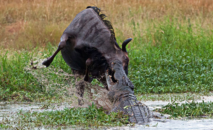 Wildebeest in middle of fight between croc and hippo - Africa Geographic