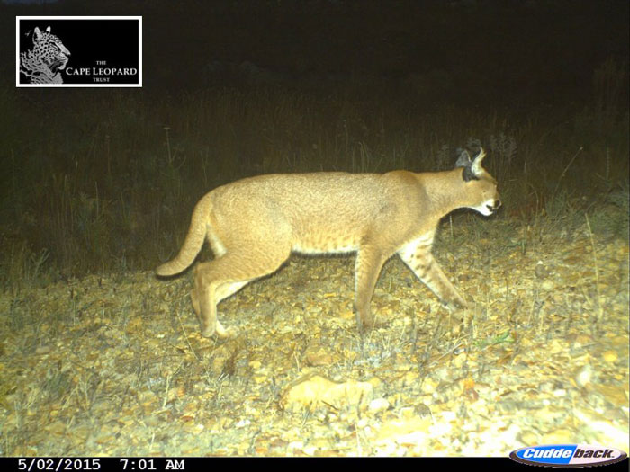 camera traps