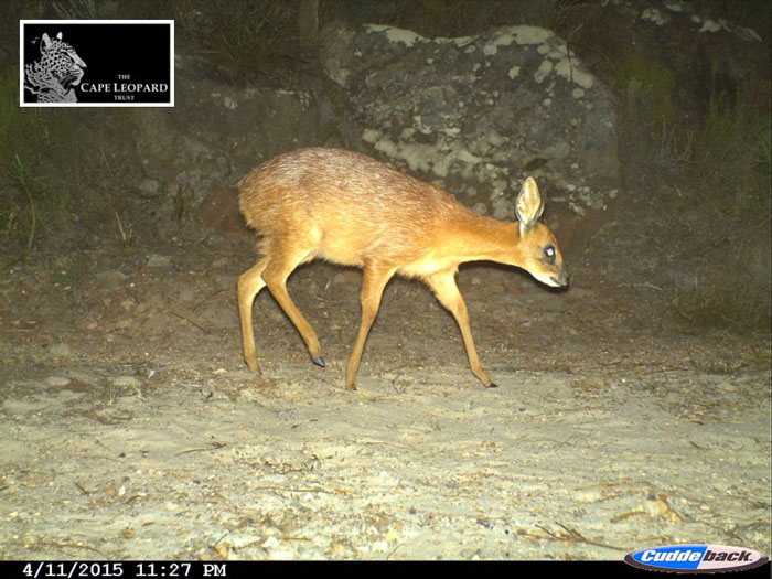 camera traps