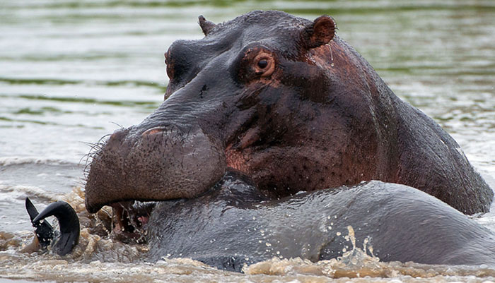 Wildebeest in middle of fight between croc and hippo - Africa Geographic