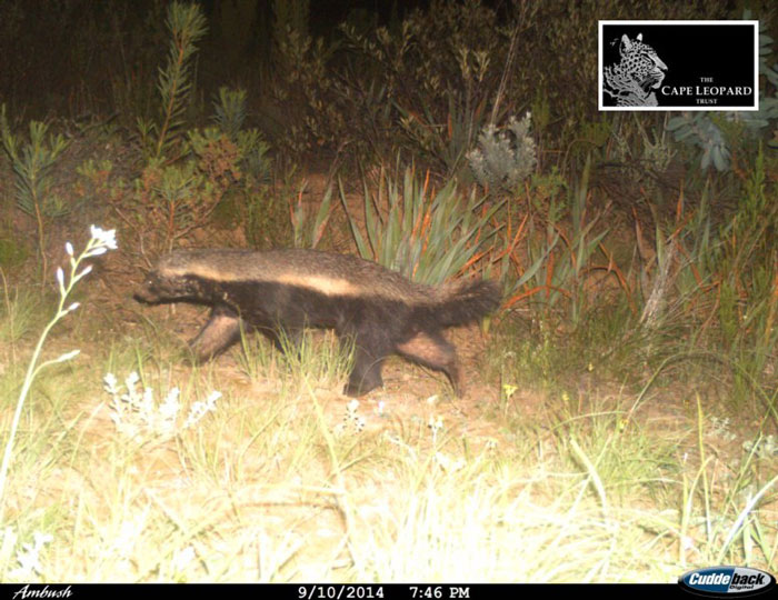 Honeybadgers Africa Geographic