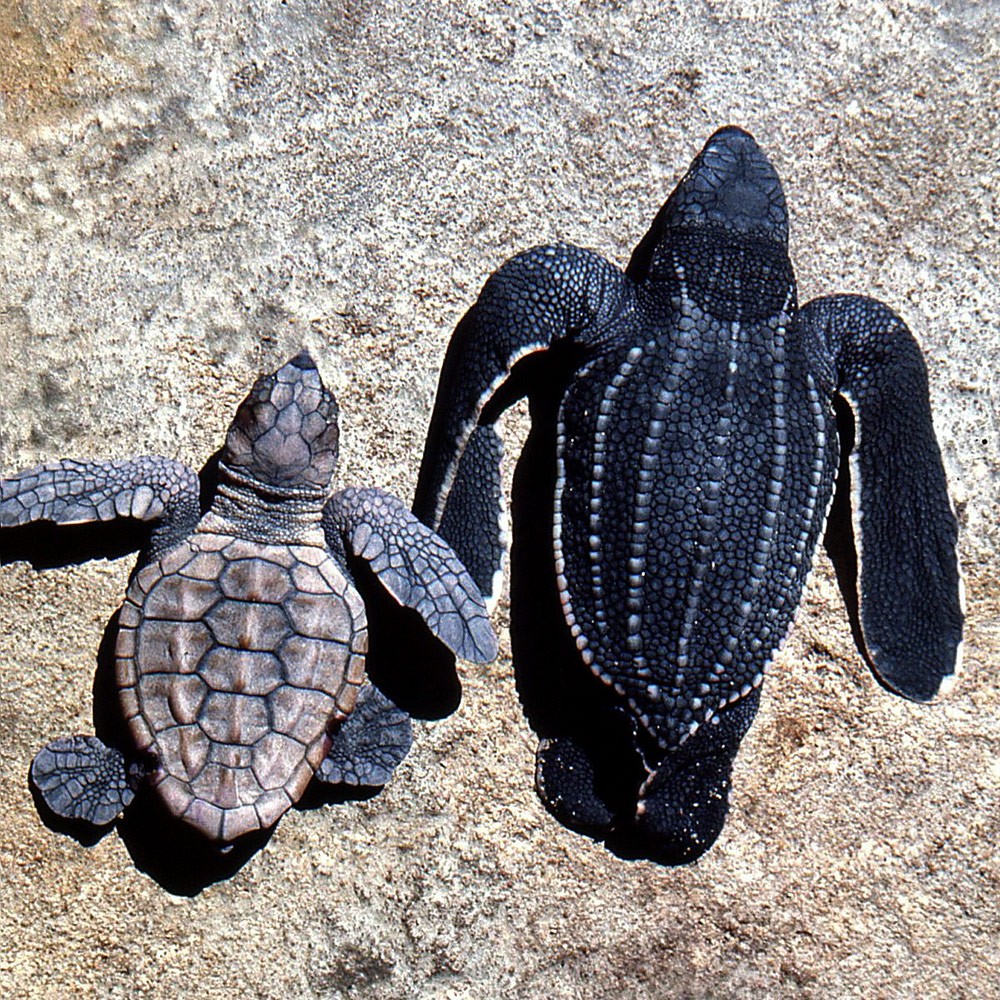 Loggerhead-hatchling-and-leatherback-hatchling-Maputaland-1974--GRH-Collection-303ae
