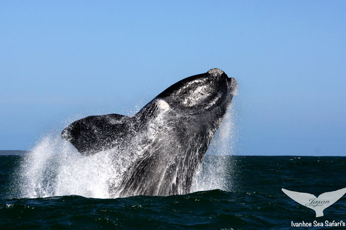 Walker Bay whale season starts soon - Africa Geographic