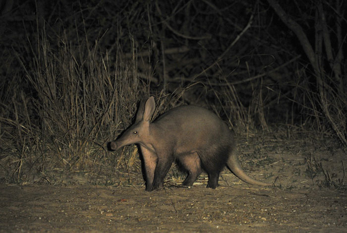 7 leopards, an aardvark and a caracal in South Luangwa - Africa Geographic