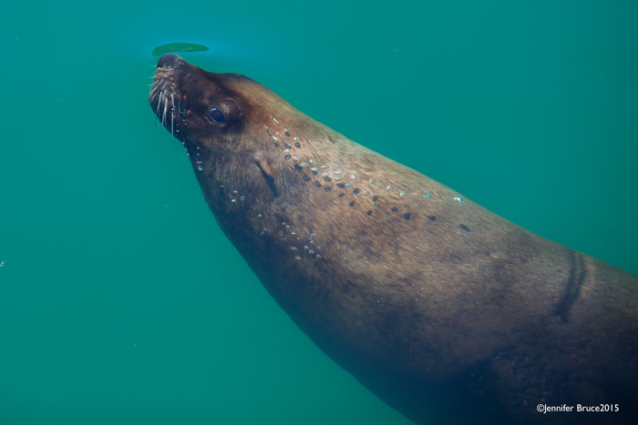 Cape fur seal in Kalk Bay
