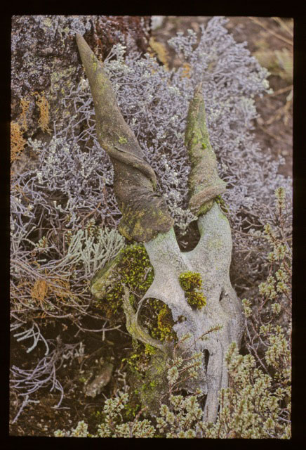 eland skull - Africa Geographic