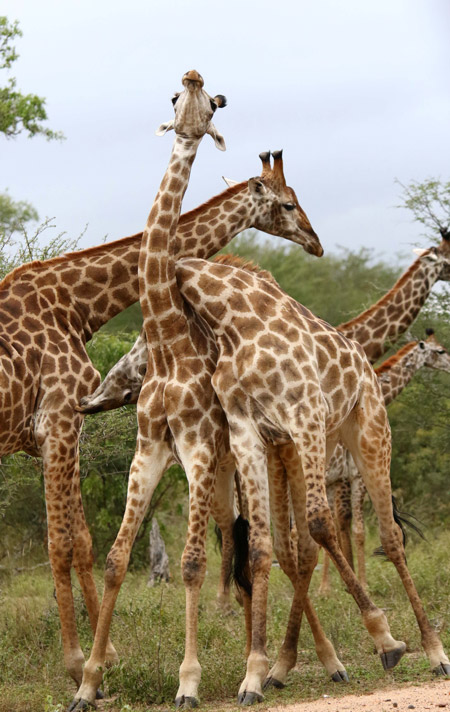 A Giraffe Same Sex Relationship Africa Geographic