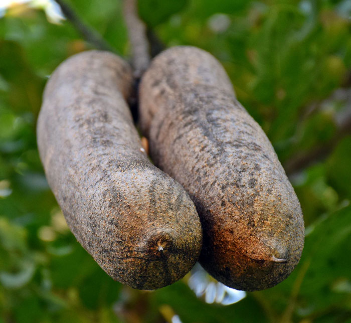 Download Facts we bet you didn't know about the sausage tree! - Africa Geographic