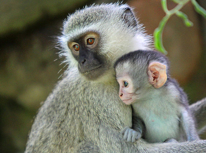 Vervet Monkeys Africa Geographic