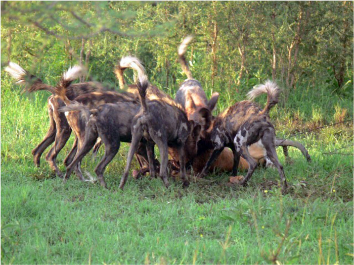 wilddogkill Africa Geographic